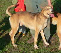 Dingo