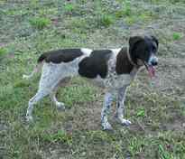 Roxi